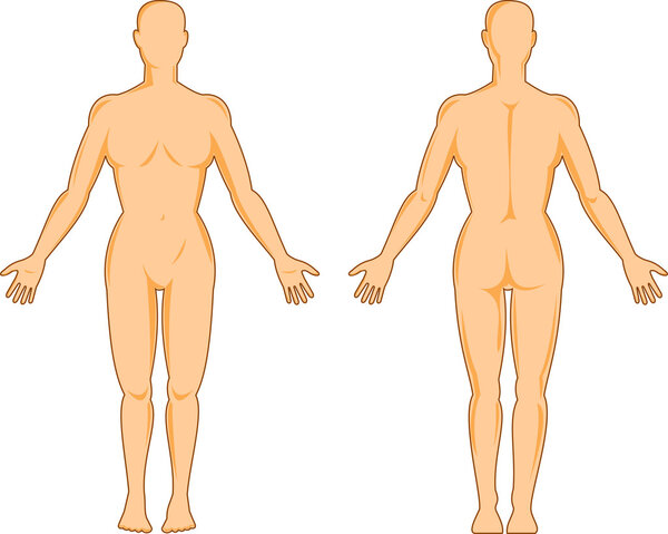 Male human anatomy standing