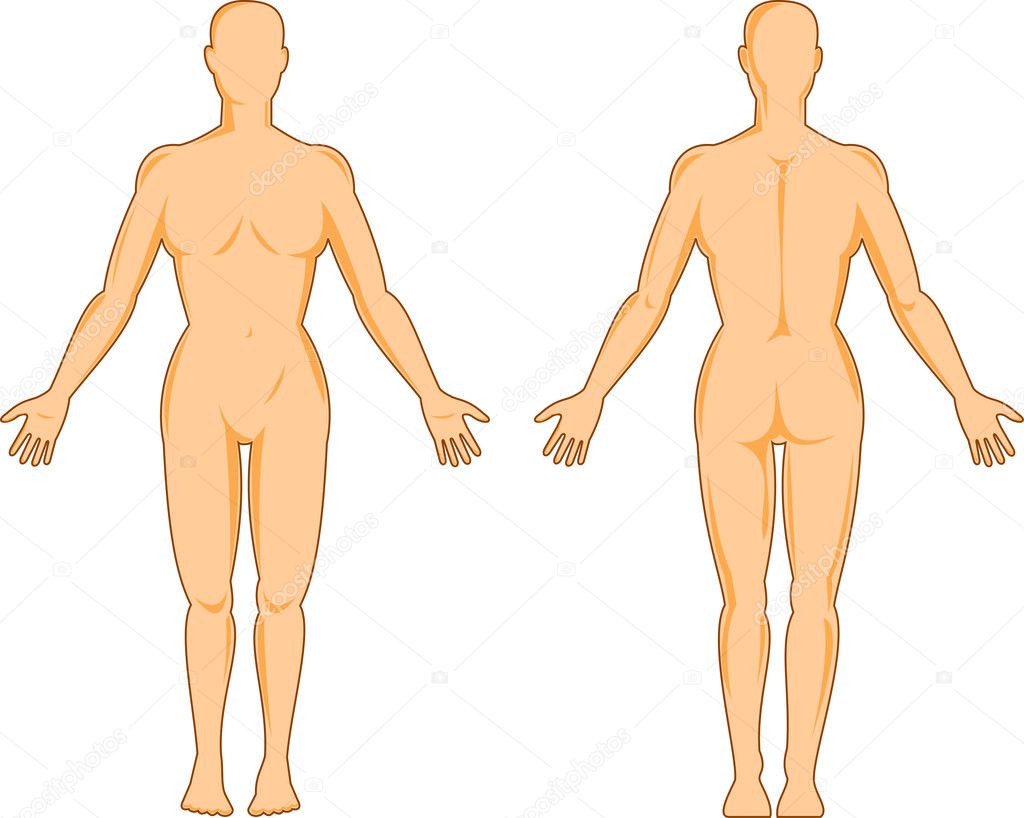 Male human anatomy standing
