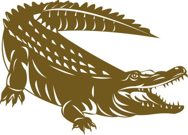 Alligator crocodile clipart