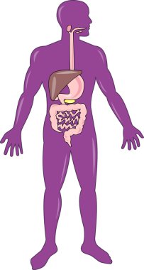 Male human anatomy standing clipart