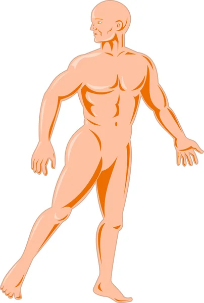 Чоловіча людська анатомія стоїть — стокове фото