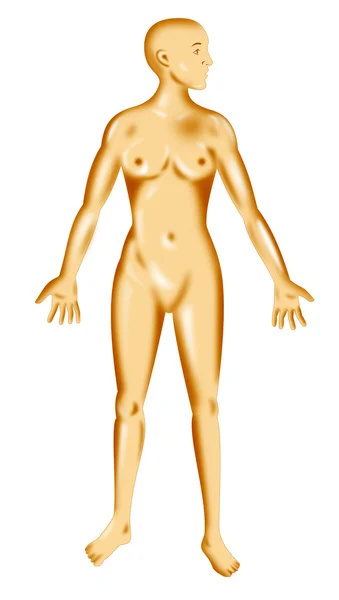 立っている女性の人体解剖学 — ストック写真
