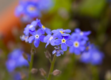 Blue flowers clipart