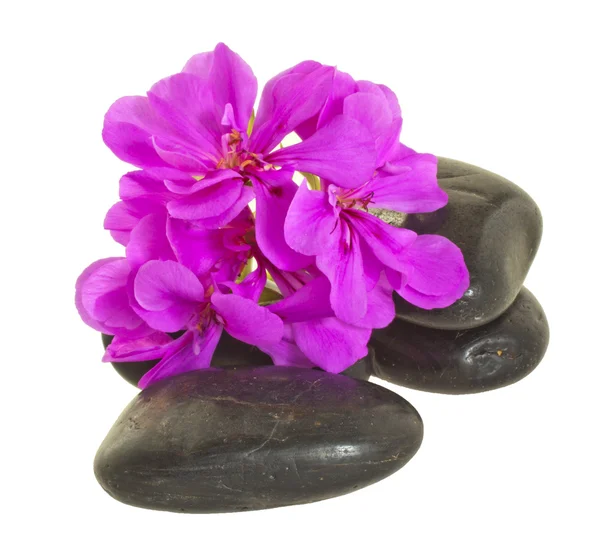 Kamienie i kwiaty — Zdjęcie stockowe