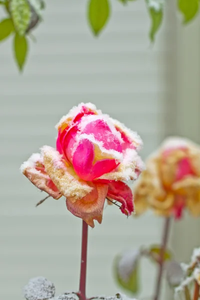 stock image Rose with snow