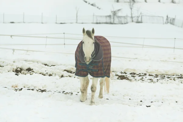 Ló a hóban — Stock Fotó