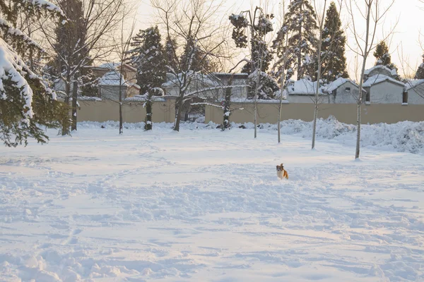 Dog running in the snow — Stock Photo, Image