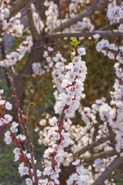 Fleurs de cerises — Photo