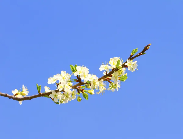 Cherry Flowers — Stock Photo, Image