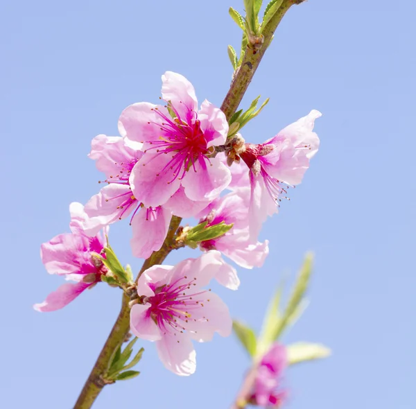 Broskvové květy — Stock fotografie