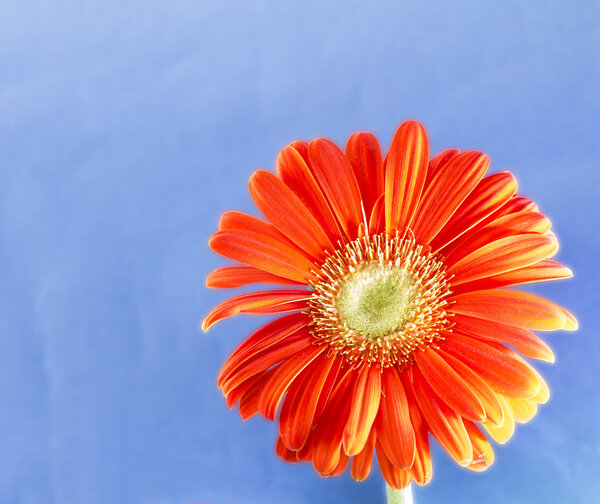 A red gerbera over a blue background