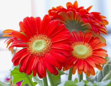 Gerbera