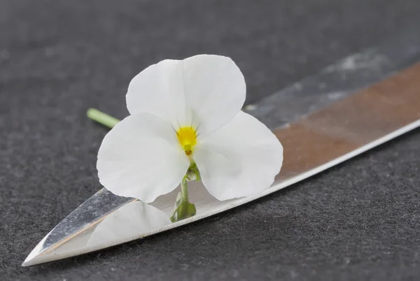 Λουλούδι και το σπαθί — Φωτογραφία Αρχείου