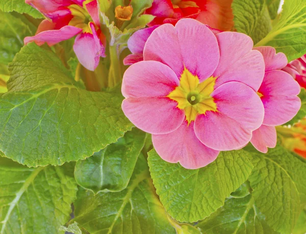 Rosa blomma — Stockfoto