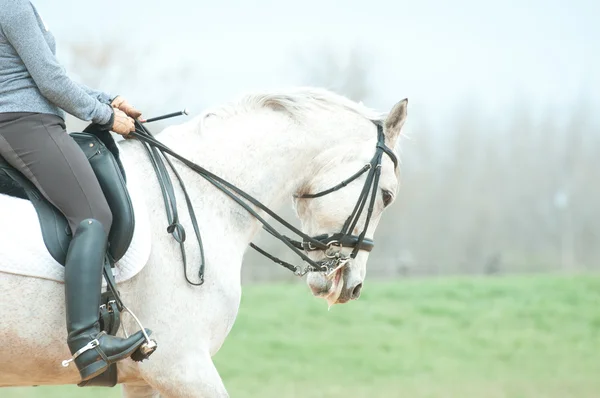 Kuda putih dan penunggang — Stok Foto