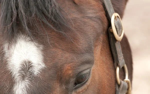 Horse head — Stock Photo, Image