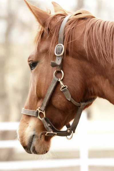 Golden brown horse — Stock Photo, Image
