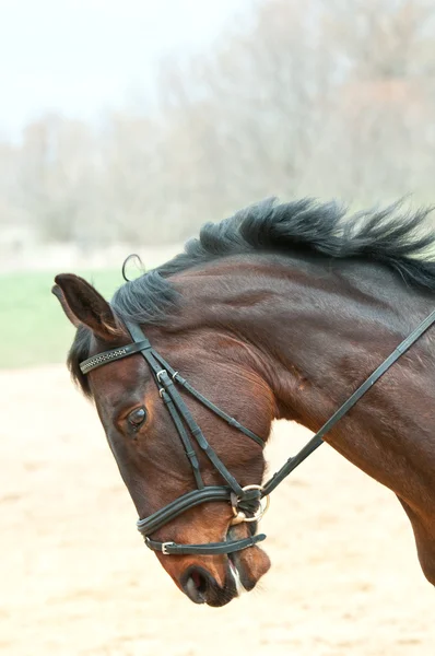 馬の頭と手綱 — ストック写真