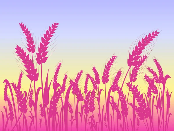 Silhouettes de blé rose sur le terrain avec ciel bleu clair — Image vectorielle