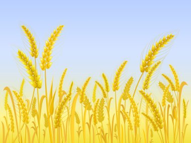 Yellow Wheat Field with Light Blue Sky clipart