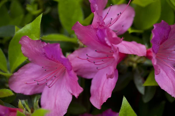 Closeup květů uprostřed zelené listy venku — Stock fotografie