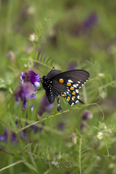 紫の花を屋外で飲む黒蝶 — ストック写真