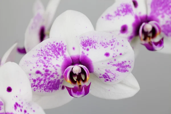 Vértes egyetlen fehér és lila orchideák — Stock Fotó