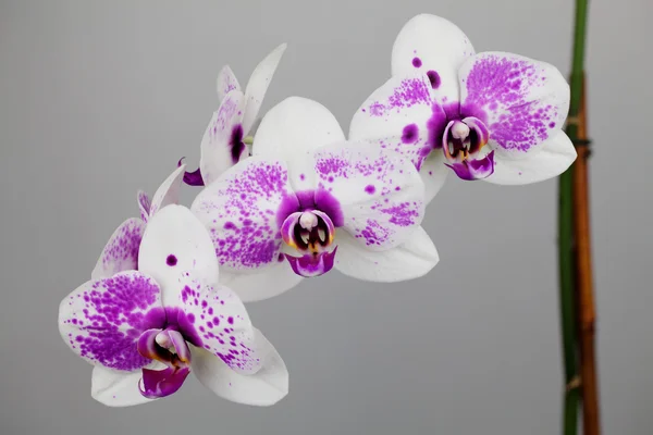 Vértes a három fehér és lila orchideák — Stock Fotó