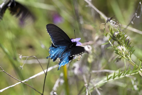 Синій і чорний метелик сидить на рослині — стокове фото