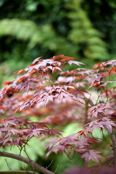 Red Japanese Maple Leaves with Green Background — Stock Photo, Image