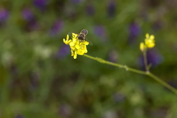 Abelha recolhendo pólen na flor amarela ao ar livre — Fotografia de Stock