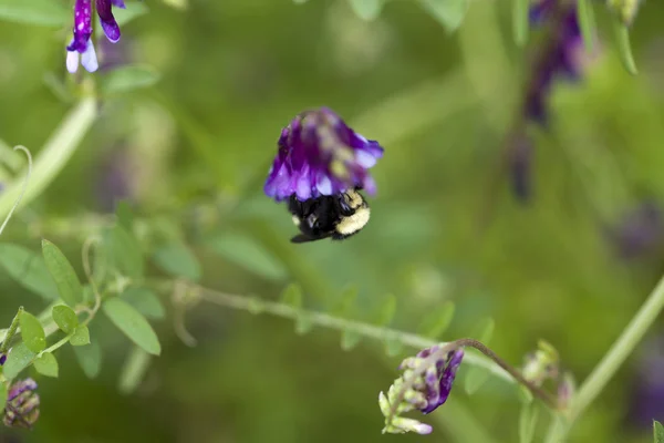 Close-up van grote bijen op paarse bloem buitenshuis — Stockfoto