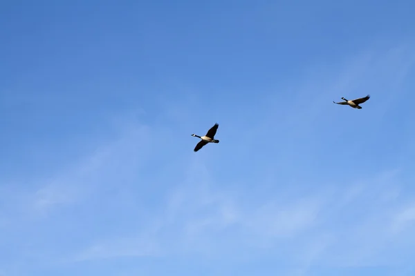 Two Canadian Geese in Flight Blue Sky — Stock Photo, Image