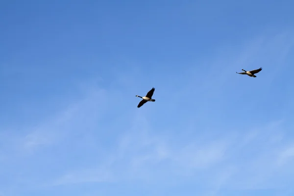 stock image Two Canadian Geese in Flight Blue Sky