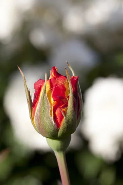 単一の赤いバラのつぼみのクローズ アップ アウトドア クローズ アップ — ストック写真