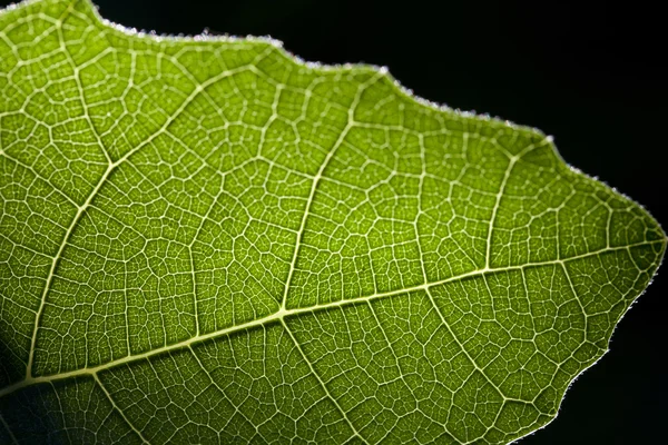 Yeşil incir yaprağı closeup ile parlayan ışık — Stok fotoğraf