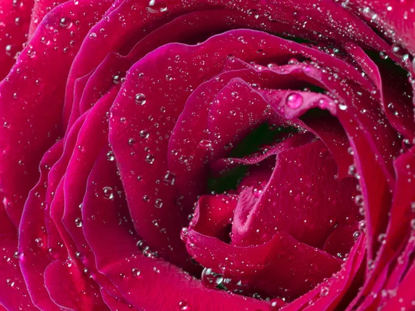 水と赤いバラの花びらのクローズ アップが値下がりしました — ストック写真