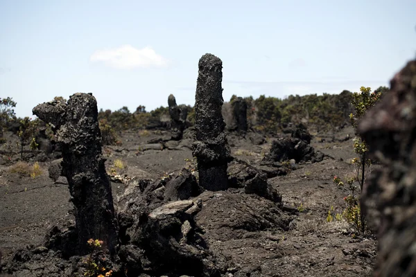 Trädstammar inneslutet i lava flöde hawaii — Stockfoto