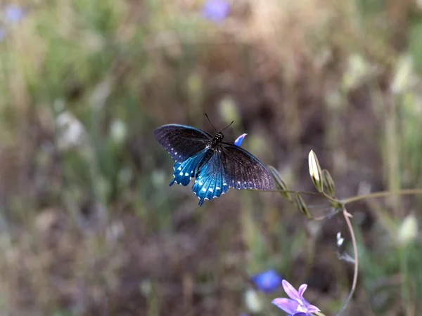 Niebieski i czarny motyl skrzydłami otwarty — Zdjęcie stockowe