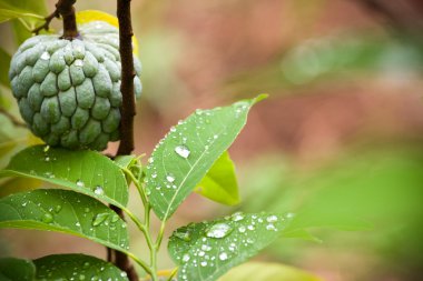 Fresh custard apple tree clipart