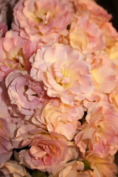 バラの花束。 — ストック写真