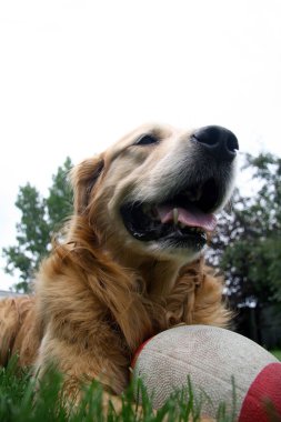 topu ile Golden retriever