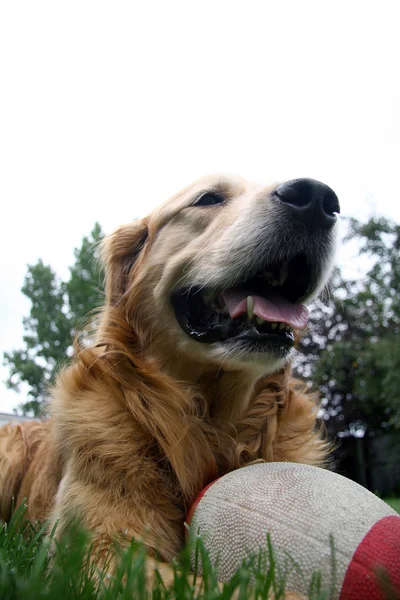 Złoty pies myśliwski z piłką — Zdjęcie stockowe