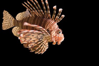 lionfish siyah arka plan üzerine