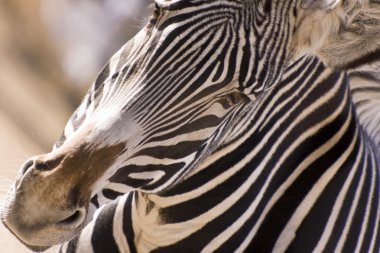 Merhaba zebra