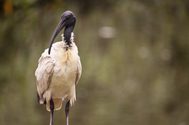 Avustralya beyaz Ibis