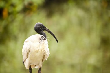 Avustralya beyaz Ibis