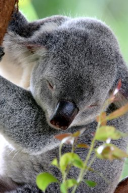 Uyuyan koala