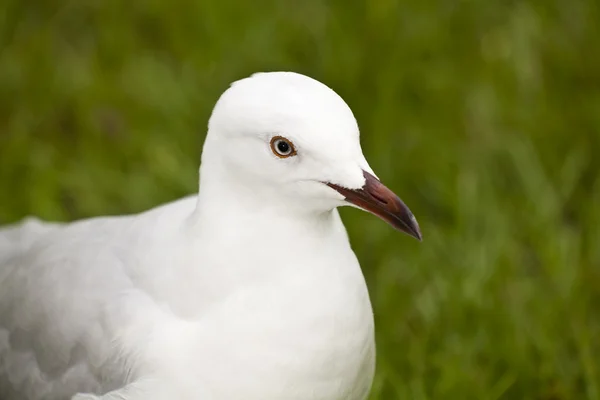 Head of a seagull — Stock Photo, Image