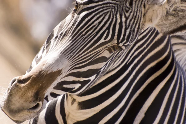 Merhaba zebra — Stok fotoğraf